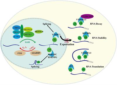 RNA m6A Modification Plays a Key Role in Maintaining Stem Cell Function in Normal and Malignant Hematopoiesis